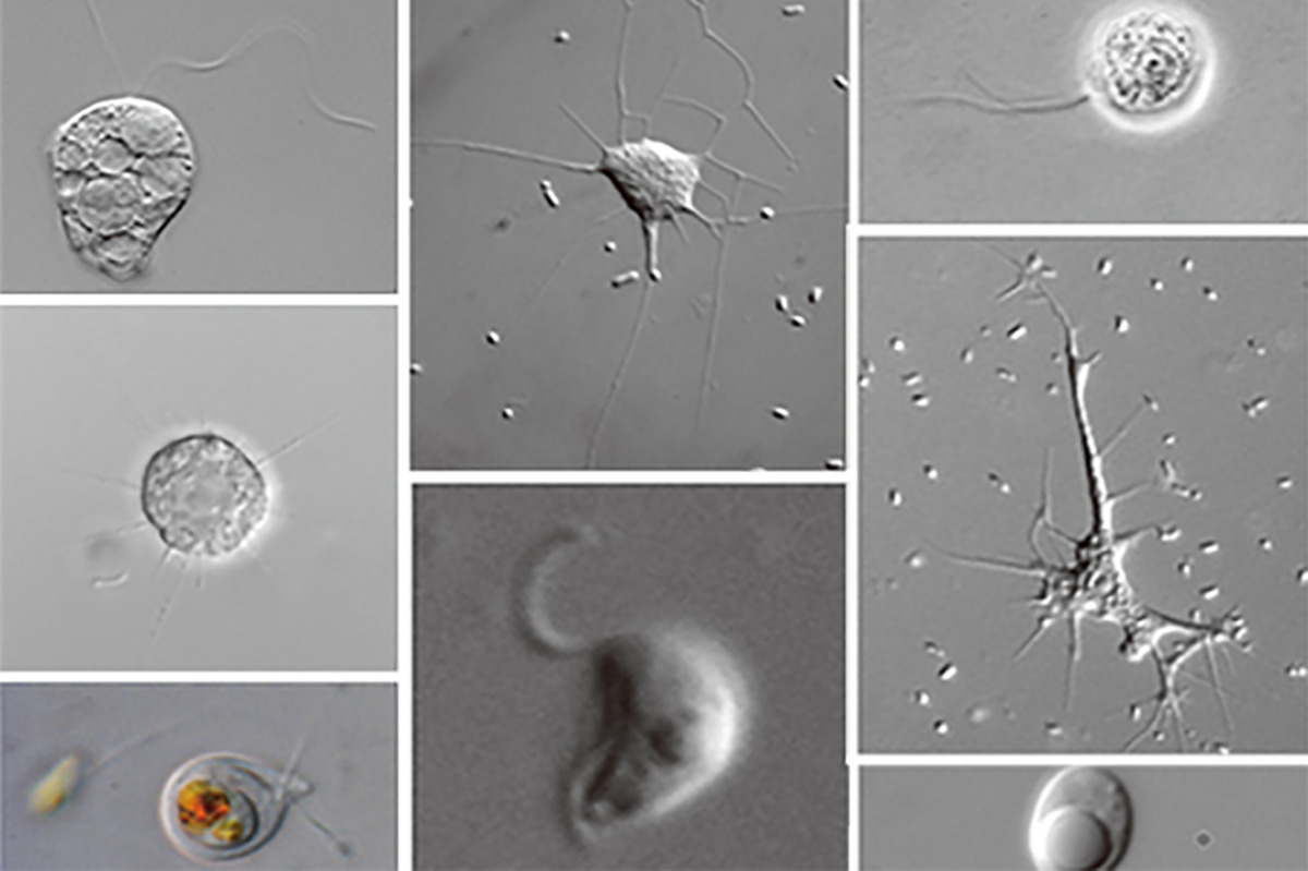 細胞の共生進化 上 第2版: 始生代と原生代における微生物群集の