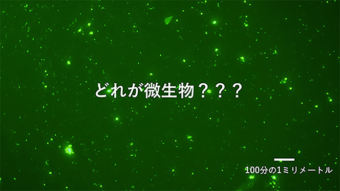 微生物の研究一筋、20年。細菌の“言葉”を遮断し、仲間と悪さを