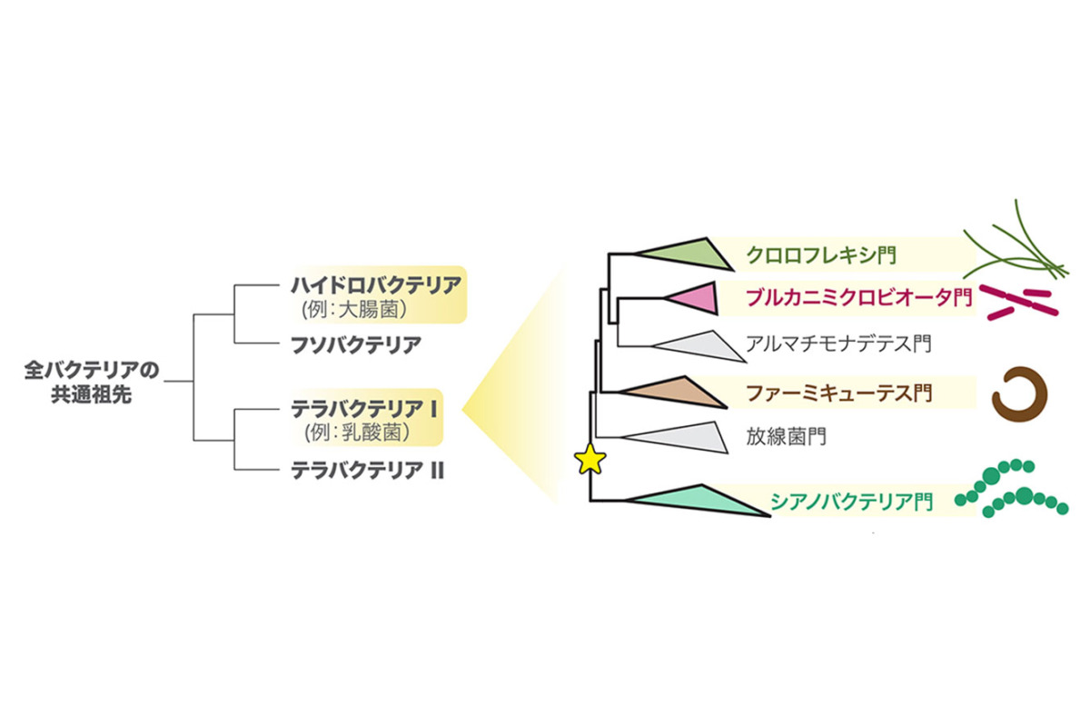 なぜ生物は酸素を作り始めたのか。最初に光合成をした生物は