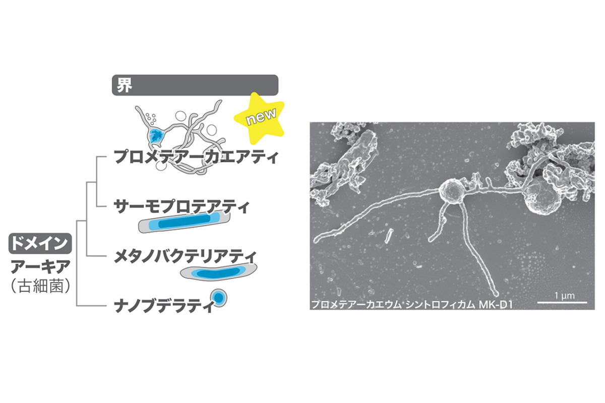 しんかい6500」で深海まで行って生物の新「界」を発見した話