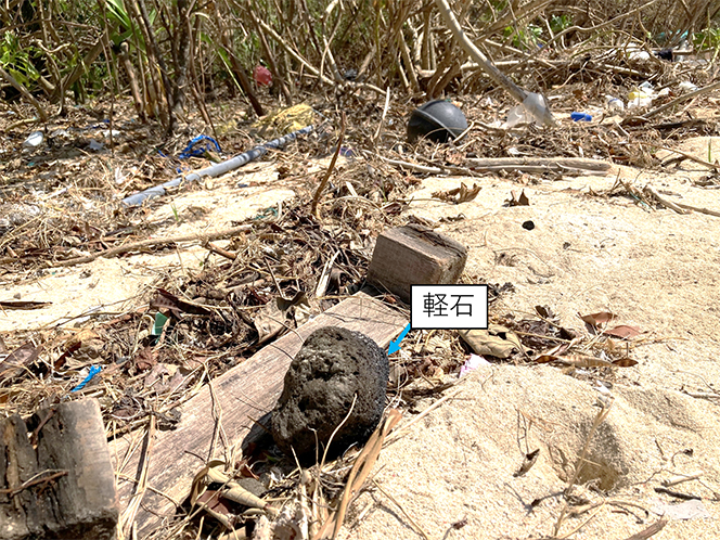 図２　木切れなどと一緒に流れ着いた黒い軽石（2024年８月２日 石垣島）