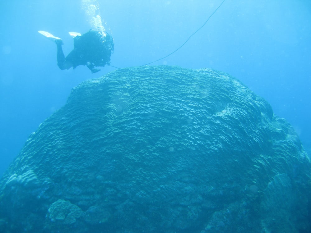 ハマサンゴの水中写真