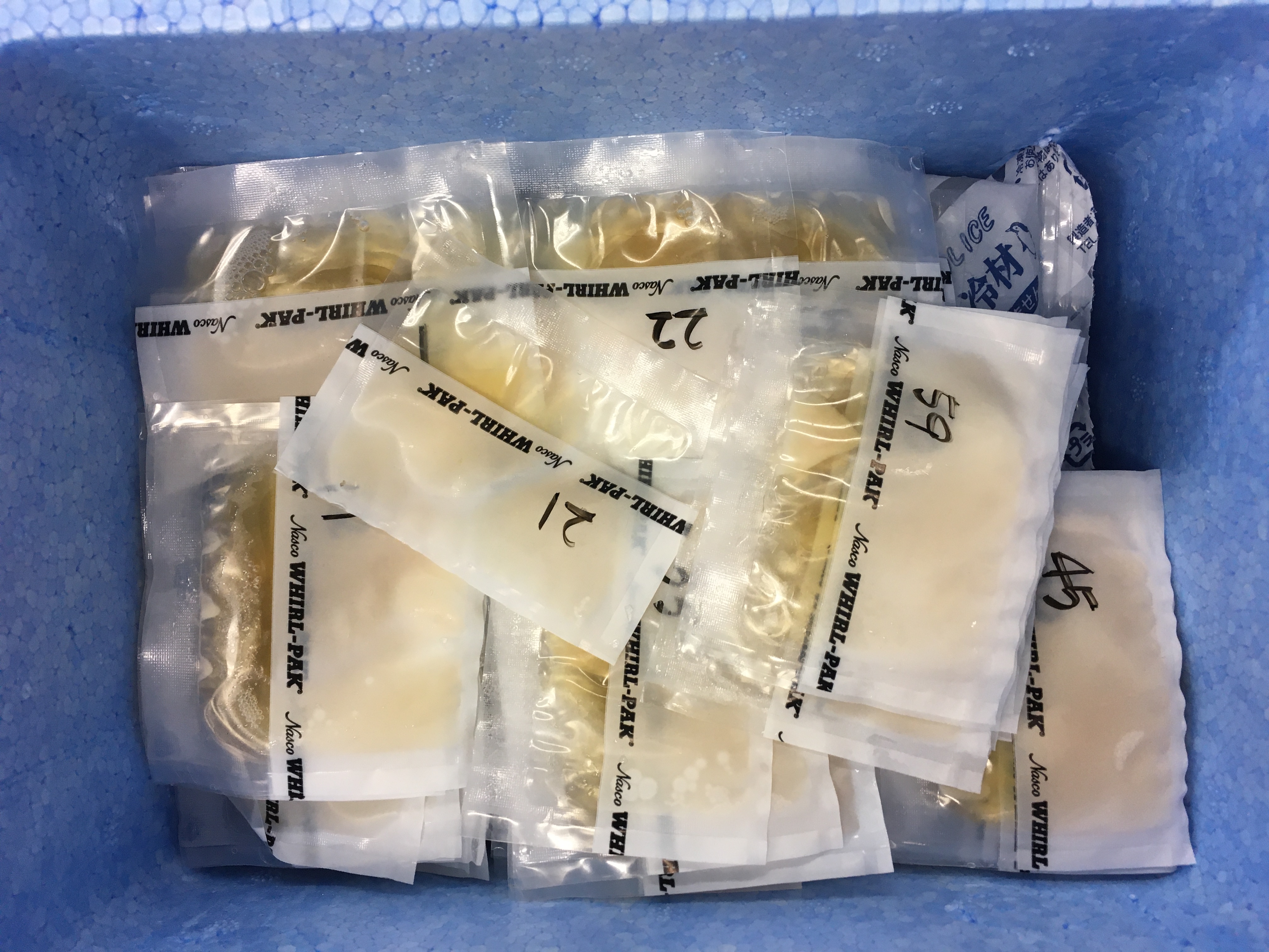 保存された酵母試料