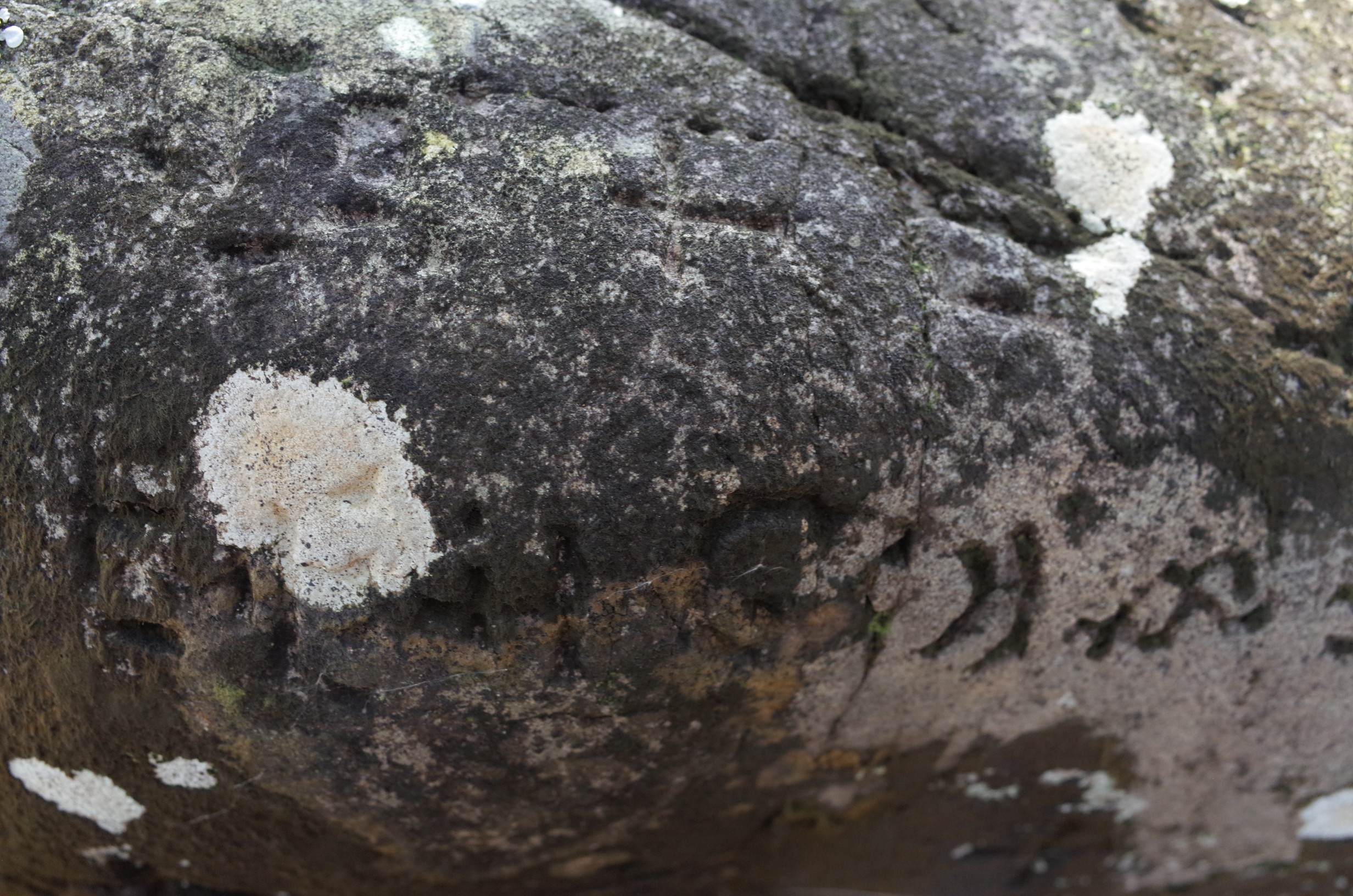 久礼熊野神社地震碑 画像3