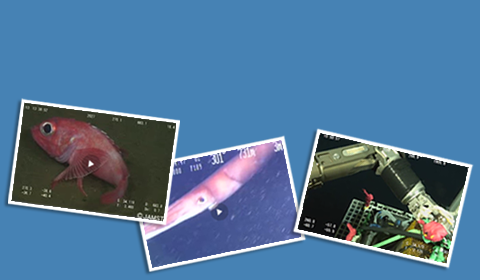 JAMSTEC深海映像・画像アーカイブス（J-EDI）