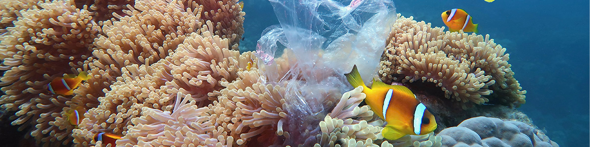 Plastic pollution and our daily lives