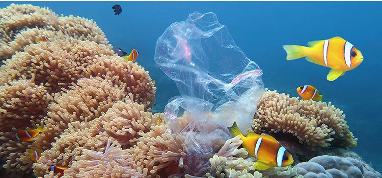 Plastic pollution and our daily lives