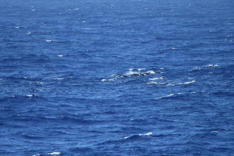 60-70頭のカズハゴンドウらしいクジラの群れ