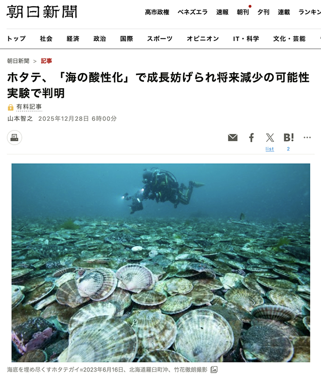 ホタテ、「海の酸性化」で成長妨げられ将来減少の可能性　実験で判明