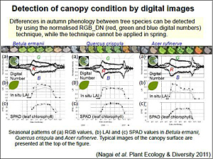 Detection of canopy condition by digital images
