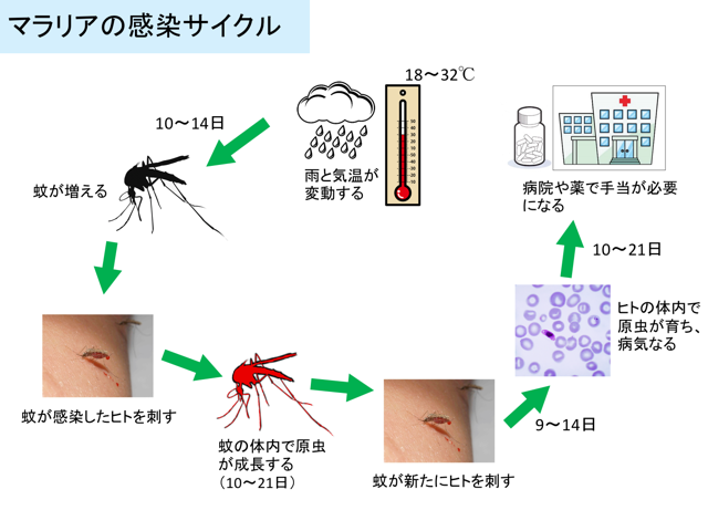 気候の季節予測に基づくマラリア発生予測