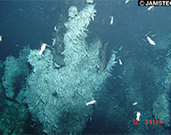【参考】2009年「かいれいフィールド」潜航時の写真