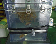 潜水船格納庫の水槽（生物採取装置を流用）にいる流れ藻に付いていたハリセンボン、3匹