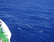 船首よりスマル（四爪錨）を投げて水面に浮かぶブイ（浮力体）と下に繋がっている観測装置の回収