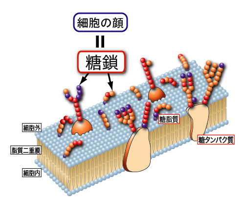 糖鎖