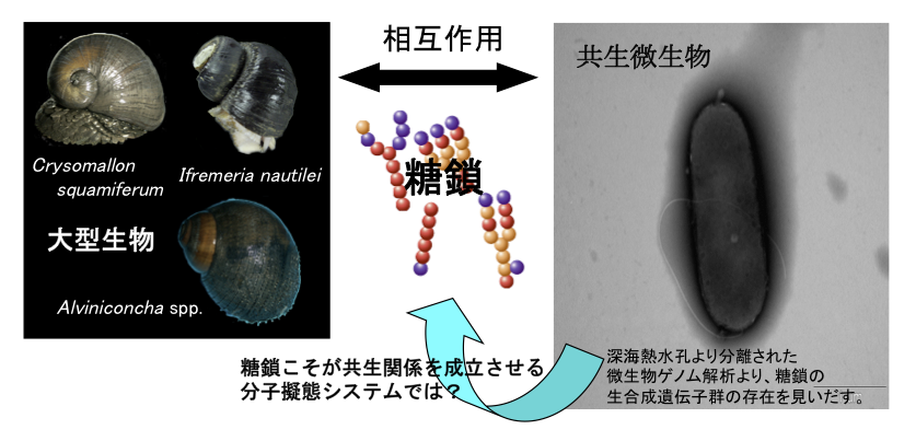 糖鎖を介した微生物-大型生物間相互作用の可能性?