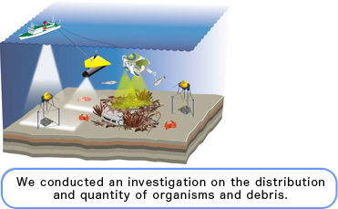 We conducted an investigation on the distribution and quantity of organisms and debris.