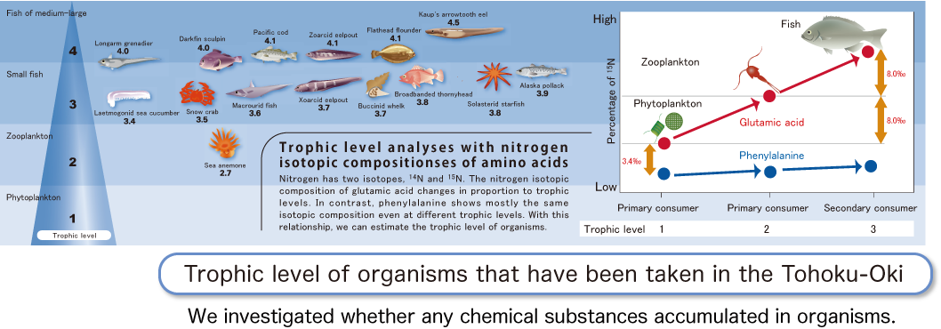 We investigated whether any chemical substances accumulated in organisms.