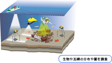 生物や瓦礫の分布や量を調査