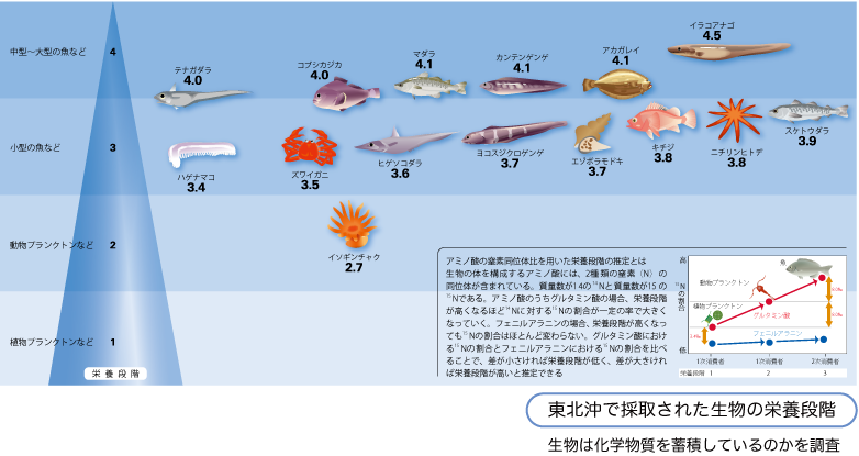 生物は化学物質を蓄積しているのかを調査