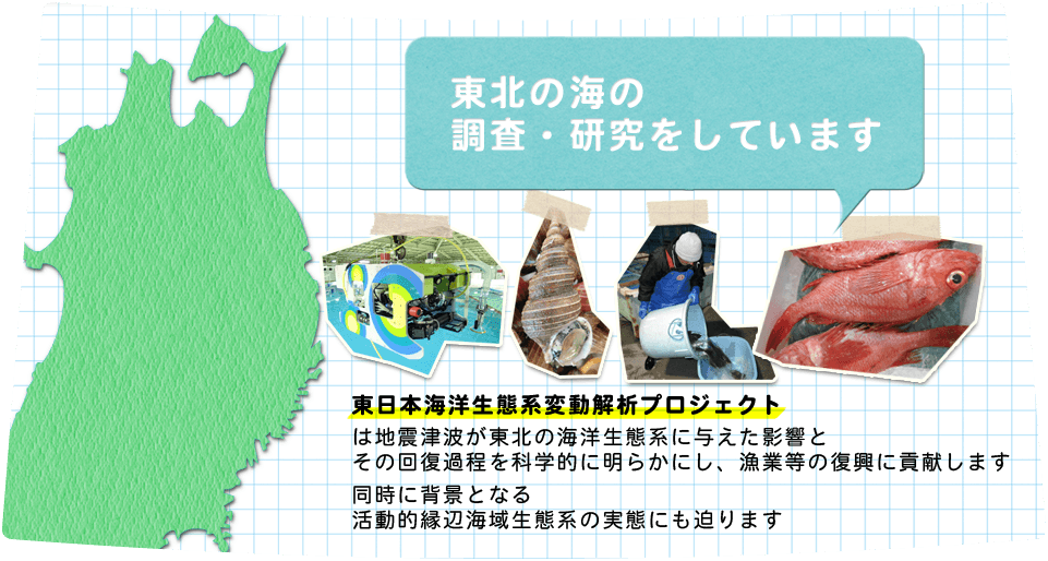 東北の海の調査・研究をしています