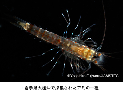 岩手県大槌沖で採集されたアミの一種