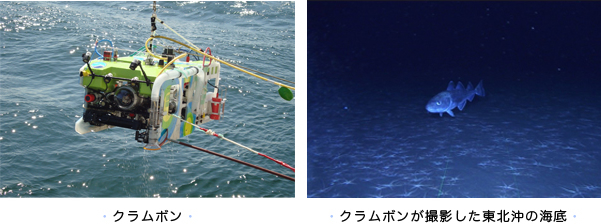 クラムボン クラムボンが撮影した東北沖の海底
