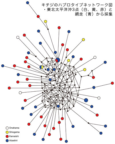 キチジのハプロタイプネットワーク図・東北太平洋沖3点（白、黄、赤）と網走（青）から採集