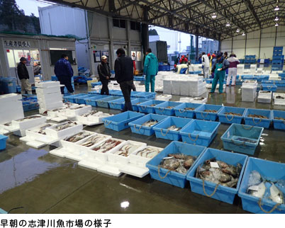 早朝の志津川魚市場の様子
