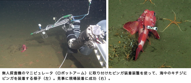 無人探査機のマニピュレータ（ロボットアーム）に取り付けたピンガ装着装置を使って、海中のキチジにピンガを装着する様子（左）。見事に現場装着に成功（右）。