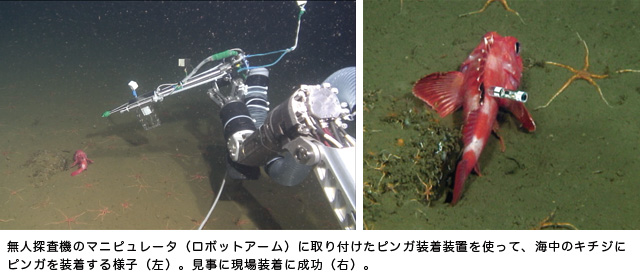 無人探査機のマニピュレータ(ロボットアーム)に取り付けたピンガ装着装置を使って、海中のキチジにピンガを装着する様子(左)。見事に現場装着に成功(右)。