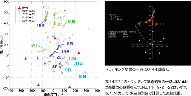 2014年7月のトラッキング調査結果の一例。赤い▲印は基準局の位置を示す。No.14・19・21・22はいずれもズワイガニで、双曲線測位で計算した追跡結果。 トラッキング結果の一例（2014年調査）