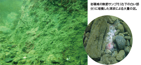 岩礁域の無節サンゴモ(右下の白い部分)に堆積した津波による大量の泥。